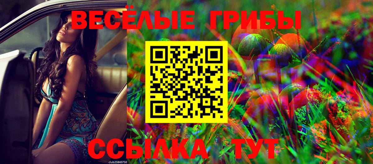 Галлюциногенные грибы Psilocybe Горно-Алтайск